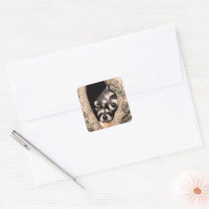 Baby Raccoons Peeking out of Tree Square Sticker