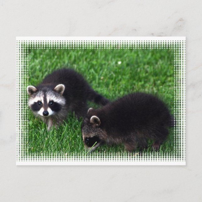 Baby Raccoons Postcard (Front)