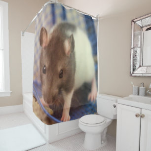 Baby rat