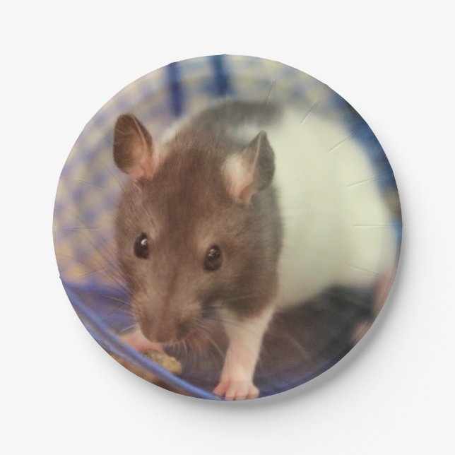 Baby rat paper plate (Front)