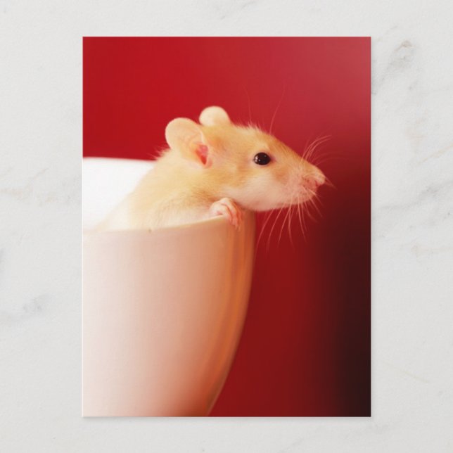 Baby Rat Postcard (Front)