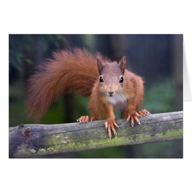 Baby Red Card (Front Horizontal)