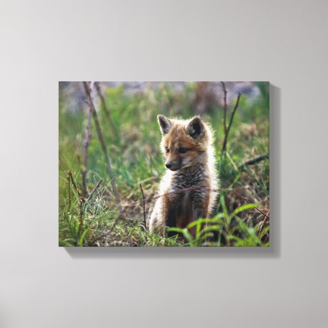 Baby Red Fox Canvas Print (Front)