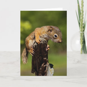 Baby Red Squirrel Card