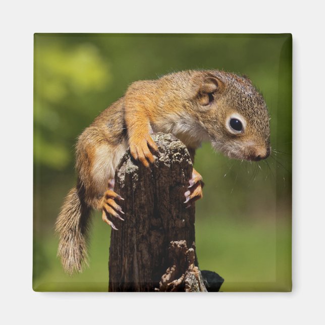 Baby Red Squirrel Magnet (Front)