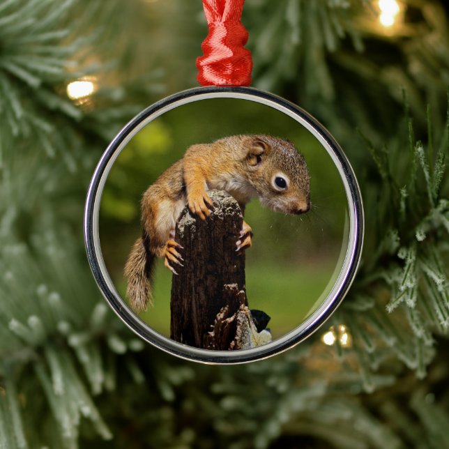 Baby Red Squirrel Metal Ornament (Tree)