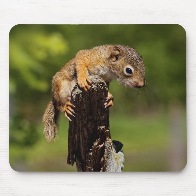 Baby Red Squirrel Mouse Pad (Front)