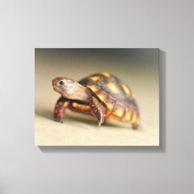 Baby Redfoot Tortoise Canvas Print (Front)