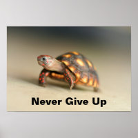 Baby Redfoot Tortoise