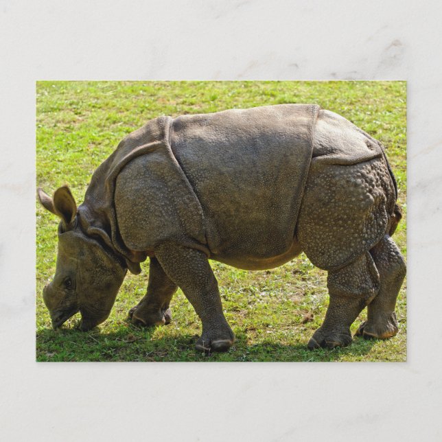 Baby Rhino Postcard (Front)