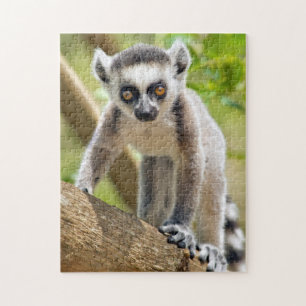 Baby ring-tailed lemur jigsaw puzzle