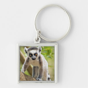 Baby ring-tailed lemur keychain