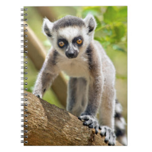Baby ring-tailed lemur notebook