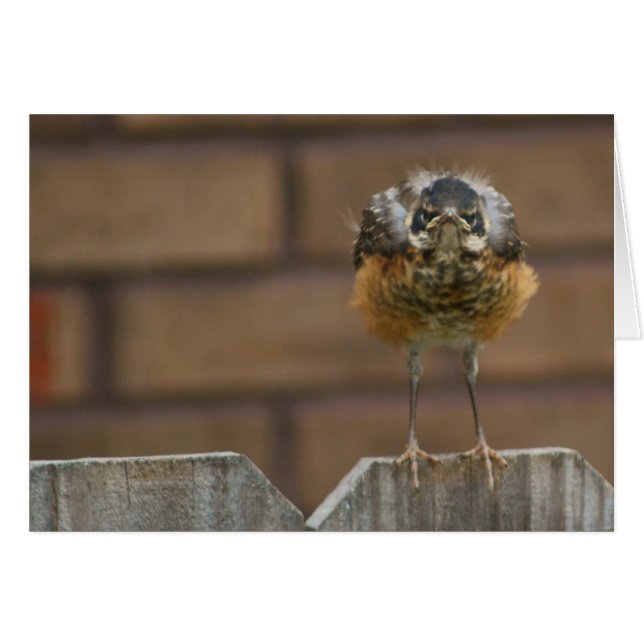 Baby Robin (Front Horizontal)