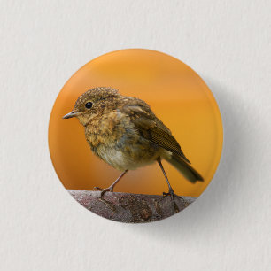 Baby Robin On A Tree Branch 1 Inch Round Button