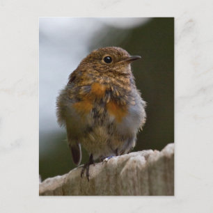 Baby Robin Postcard