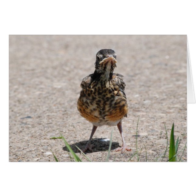Baby Robin prend position (Devant horizontal)