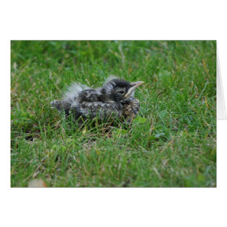 Baby Robin taking a little rest.