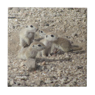 Baby Round-tailed Ground Squirrel Family Tile