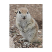 Baby Round-tailed Ground Squirrel