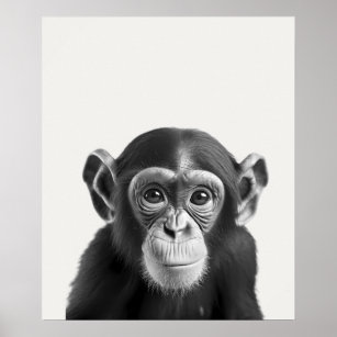 Baby Safari African Jungle Animals Chimpanzee  Poster