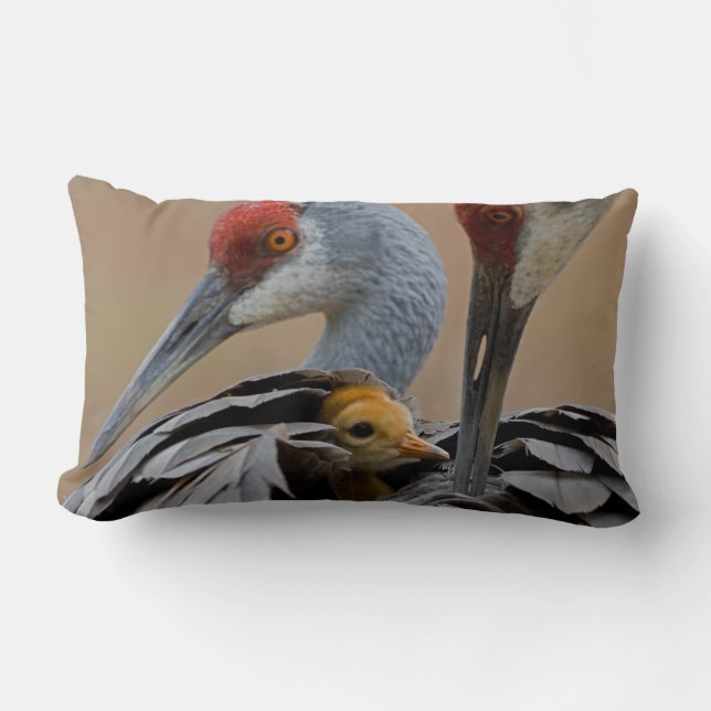 Baby Sandhill Lumbar Pillow (Front)