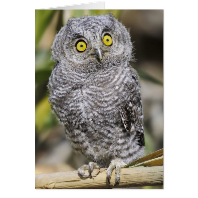 Baby Screetch-Owl (Front)