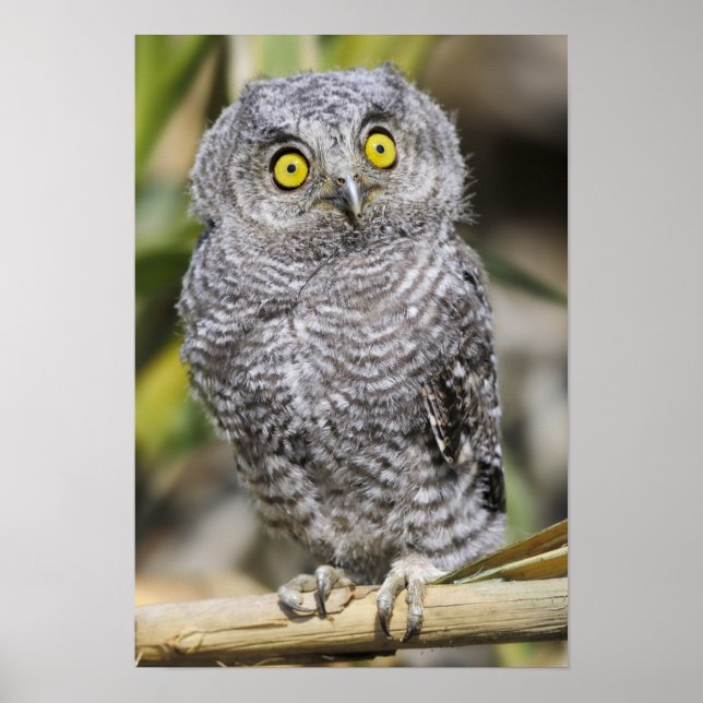 Baby Screetch-Owl Poster (Front)