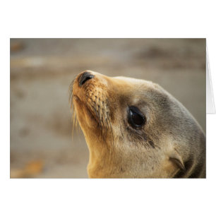 Baby Sea Lion Face