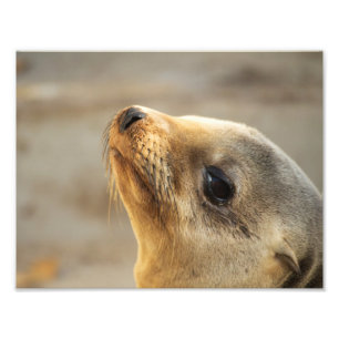 Baby Sea Lion Face Photo Print