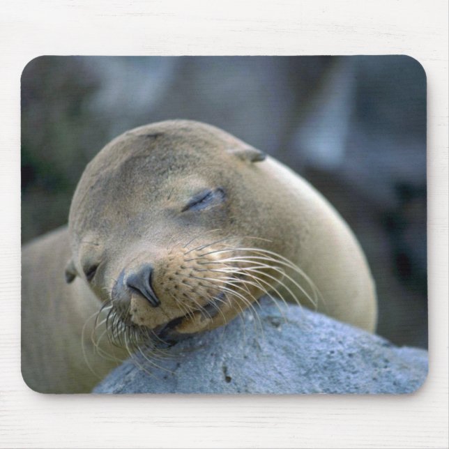 Baby sea lion, Galapagos Islands Mouse Pad (Front)