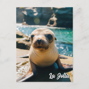 Baby Sea Lion La Jolla California Carte postale