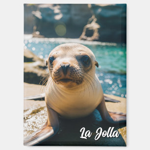 Baby Sea Lion La Jolla California Postcard Magnet
