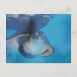 Baby Sea Turtle Postcard