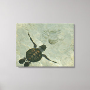 Baby Sea Turtle Swimming Out To Sea Canvas Print