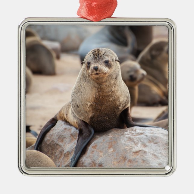 Baby Seal Metal Ornament (Front)