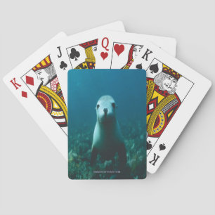 BABY SEAL PLAYING CARDS