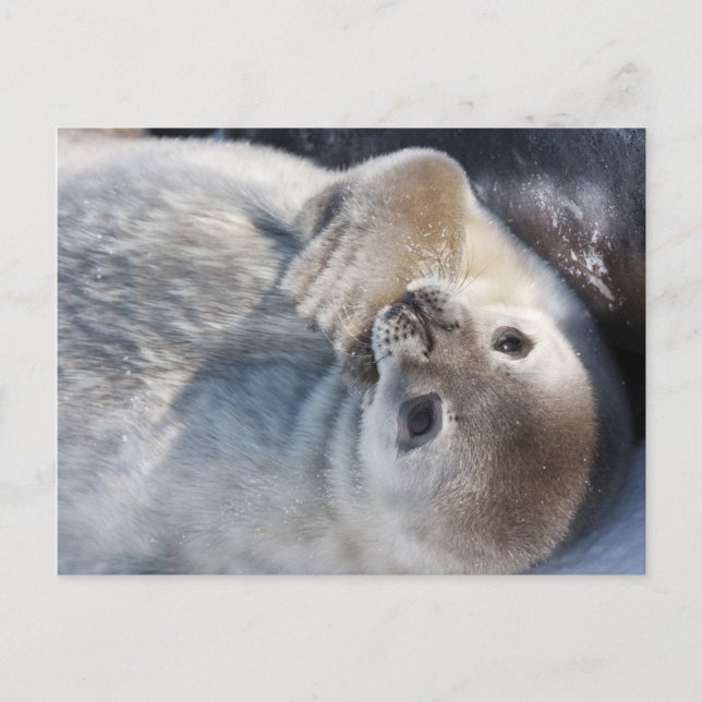 Baby seal postcard (Front)