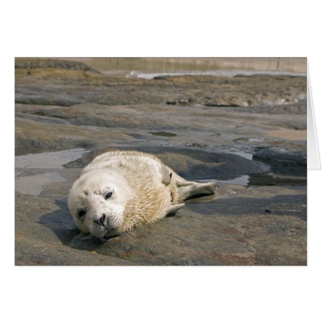 Baby Seal Pup (Front Horizontal)