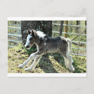 Baby Shaolin 2 Postcard