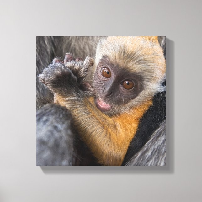 Baby Silvered Leaf Monkey (Lutung, Rachypithecus) Canvas Print (Front)