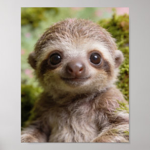 Baby Sloth Portrait Nursery Wall Print