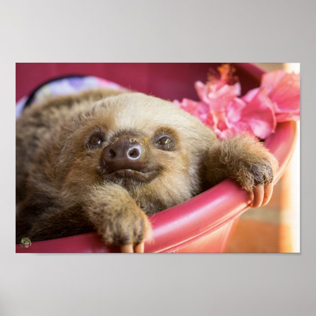 Baby Sloth Poster (Front)