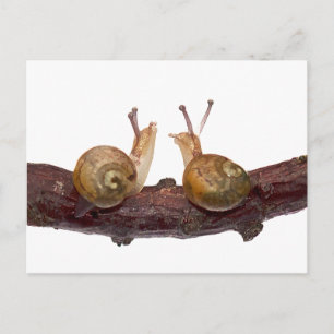 Baby Snail Talk Postcard