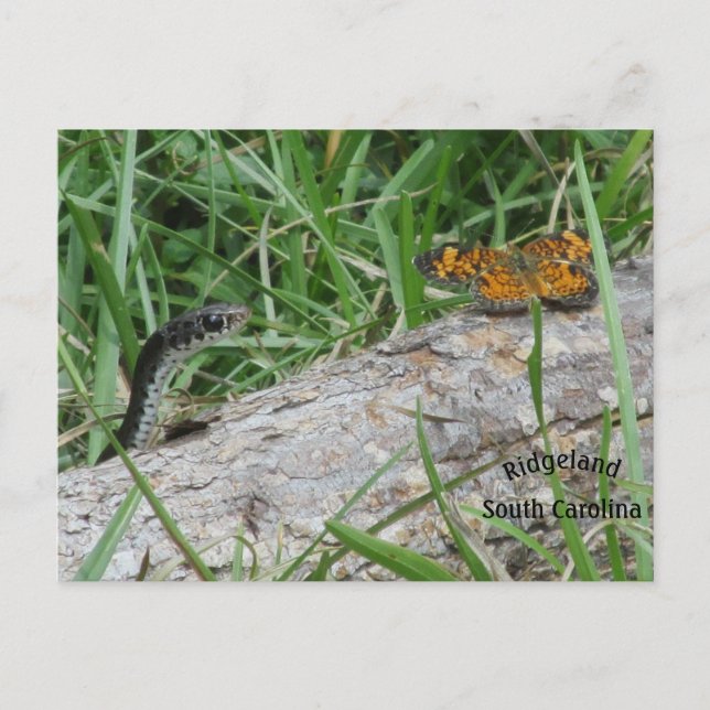 Baby snake and butterfly share a log postcard (Front)