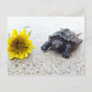 Baby snapping turtle with dandelion postcard