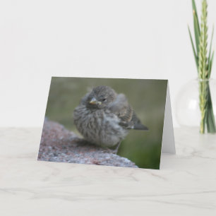 "Baby Sparrow" Photo Greeting Card