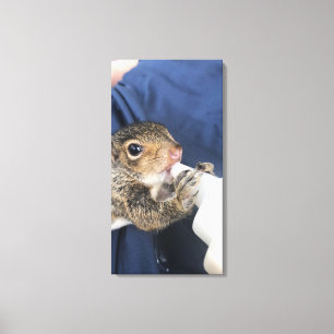 Baby Squirrel  Canvas Print