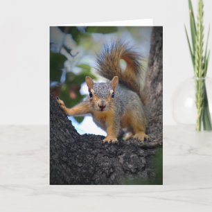 Baby Squirrel in Tree Card
