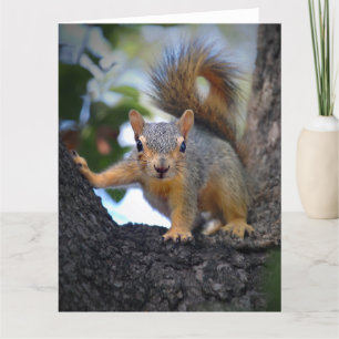 Baby Squirrel in Tree Card